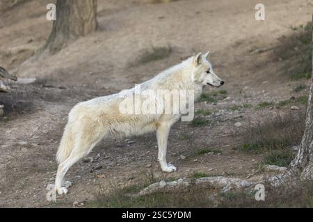 Ein Hudson Bay Wolf (Canis Lupus hudsonicus), der auf einem trockenen Waldboden steht. Einige Protokolle im Hintergrund Stockfoto