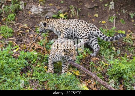 Zwei jaguar Jungen (Panthera onca), 4 Monate alt, spielen mit einem Zweig Stockfoto
