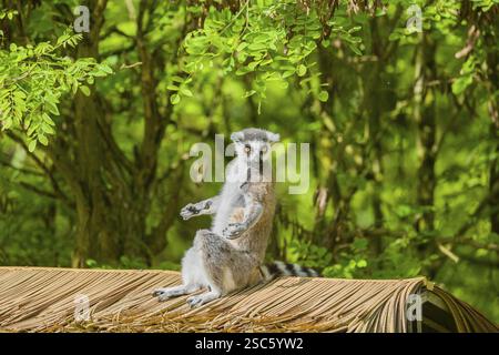 Ein Lemur Catta (Lemur catta) sitzt auf einem Palmenfronddach und genießt die Sonne Stockfoto