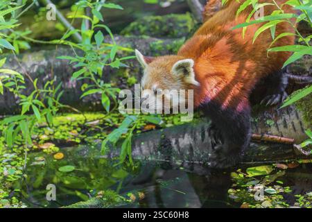 Ein roter Panda, Ailurus fulgens, balanciert über einem Baumstamm, der im Wasser liegt Stockfoto