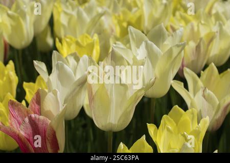 Bunte Tulpenblumen blühen im Frühlingsgarten Stockfoto