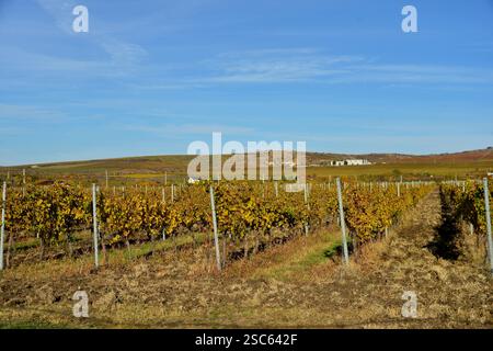 Prahova County Weinberge im Herbst im Dealul Mare Gebiet zwischen Urlati und Ceptura Stockfoto
