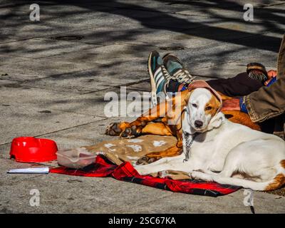 Ein Mann kämmt seine gekleideten, obdachlosen Welpen, die auf der Straße liegen. Tierloyalität und Zuneigung Stockfoto