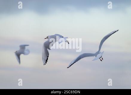Schwarzköpfige Möwen im Flug kurz vor Sonnenuntergang, Großbritannien Stockfoto