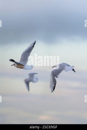 Schwarzköpfige Möwen im Flug kurz vor Sonnenuntergang, Großbritannien Stockfoto