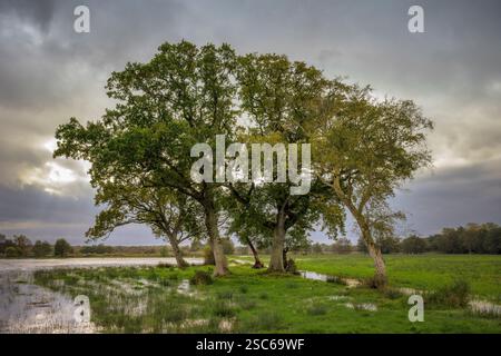 Im Herbst wachsen alte Buchen auf den Somerset Levels auf überfluteten Feldern Stockfoto