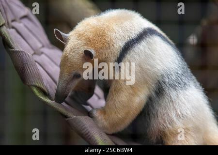 Junger südlicher Ameisenbär. Tamandua mirim. Brasilien. Selektiver Fokus Stockfoto