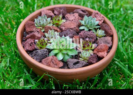 Mehrere Sempervivums (Hühner und Küken) unterschiedlicher Farben wachsen in einem Terrakotta-Topf, eingebettet zwischen Lavasteinen. Stockfoto
