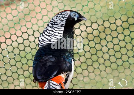 Lady Amhersts Fasan oder Diamantfasan, buntes männliches Porträt. Die Art ist im Südwesten Chinas beheimatet. Stockfoto