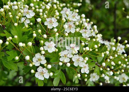 Weißdornblumen aus der Nähe im Frühling in den Hügeln von Siebenbürgen Stockfoto