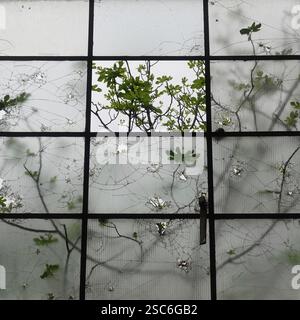 Zertrümmerte Fenster, Glasscherben und Feigenbaumzweige. Naturfragmente. Stockfoto