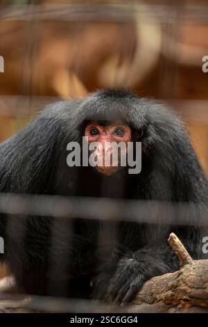 Ateles paniscus ist ein Amazôniam-Primat der Familie Atelidae, der bekanntesten Art der Gattung Ateles. In Gefangenschaft gehaltene Tiere. Stockfoto