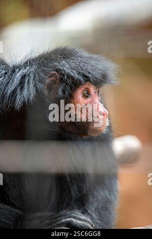 Ateles paniscus ist ein Amazôniam-Primat der Familie Atelidae, der bekanntesten Art der Gattung Ateles. In Gefangenschaft gehaltene Tiere. Stockfoto