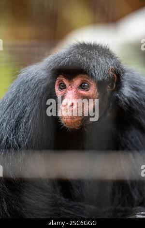 Ateles paniscus ist ein Amazôniam-Primat der Familie Atelidae, der bekanntesten Art der Gattung Ateles. In Gefangenschaft gehaltene Tiere. Stockfoto