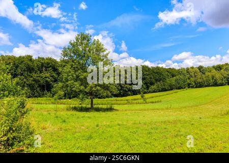 Einsamer Baum auf grüner Wiese im Sommer in der Nähe des Dorfes Rabsztyn, Kleinpolen Stockfoto