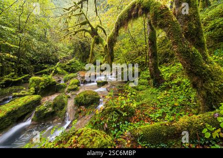 Bach im Cirque de Consolation, Consolation-Maisonnettes, Doubs, Frankreich Stockfoto