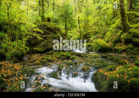 Bach im Cirque de Consolation, Consolation-Maisonnettes, Doubs, Frankreich Stockfoto