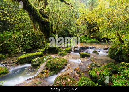 Bach im Cirque de Consolation, Consolation-Maisonnettes, Doubs, Frankreich Stockfoto