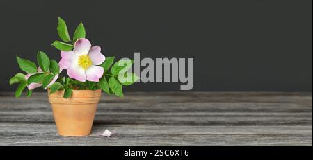 Wilde Rosen auf dunklem Hintergrund mit Kopierraum Stockfoto