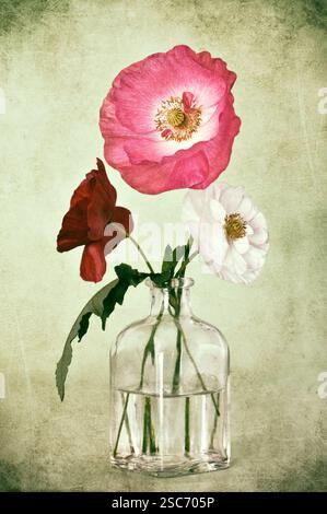 Muttertagskarte mit bunten Mohnblumen in einer Glasvase auf Grunge-Hintergrund Stockfoto
