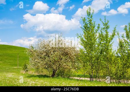 Blühende Bäume auf grüner Wiese am sonnigen Frühlingstag, Suwalski Landscape Park, Podlasie, Polen Stockfoto