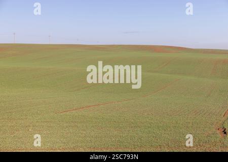Ein Feld mit grünem Weizen im Herbst, ein landwirtschaftliches Feld, auf dem Weizen vor dem Winter gepflanzt wird Stockfoto