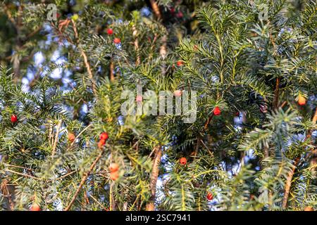 eibenbaum mit roten Beeren vor blauem Himmel, eine Beereneibenpflanze mit roten Früchten in der Herbstsaison Stockfoto