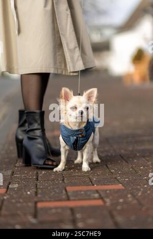 Ein kleiner Hund mit blauem Mantel steht auf einem Bürgersteig wachsam, während sein Besitzer in schwarzen Stiefeln die Leine hält. Der Hintergrund deutet auf ein c Stockfoto