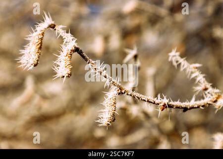 Haselnussstrauch (Corylus avellana, gemeine Haselnussstrauch) mit männlichen Catkins und Raureif im Winter Stockfoto