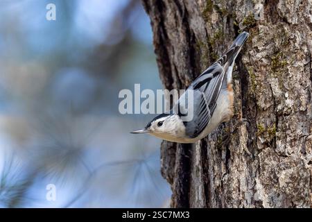 Weißbrust-Nuthatch (Sitta carolinensis) - Brevard, North Carolina, USA Stockfoto
