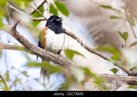 Osttowhee (Pipilo erythrophthalmus) singen - Brevard, North Carolina, USA Stockfoto