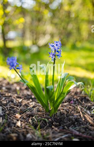 Wunderschöne blaue Hyazinthen blühen in einem Garten am sonnigen Frühlingstag. Schönheit in der Natur. Stockfoto