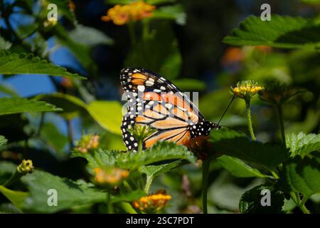 Monarchschmetterling liegt auf einem Blatt, umgeben von farbenfroher Vegetation Stockfoto