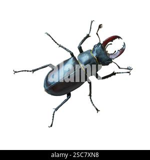 Hirschkäfer (Lucanus Cervus) isoliert auf weißem Hintergrund Stockfoto