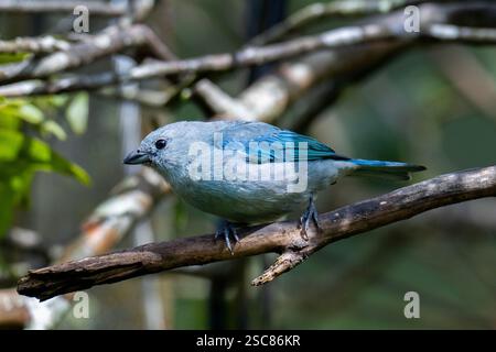 Costa Rica, Arenal. Blau-graue Tanager (Thraupis episcopus) Stockfoto