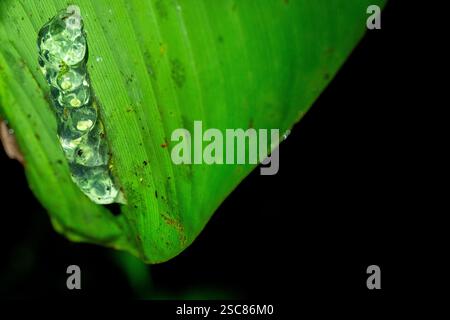 Costa Rica, Arenal. Rotäugiger Baumfrosch (Agalychnis callidryas), auch bekannt als Rotäugige Blattfroscheier am Blattboden. Kaulquappen im Inneren. Stockfoto
