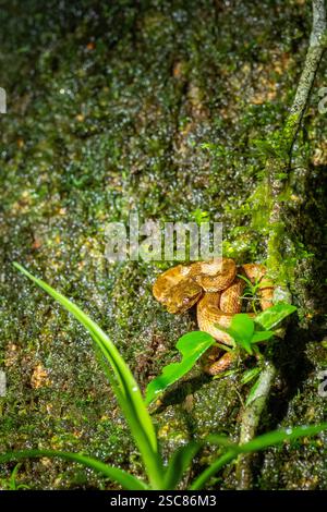 Costa Rica, Arenal. Wimpernpalme (Bothriechis schlegelii) am Baum. Stockfoto