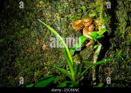 Costa Rica, Arenal. Wimpernpalme (Bothriechis schlegelii) am Baum. Stockfoto