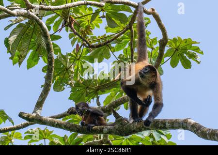 Costa Rica, Arenal. Schwarzköpfiger Spinnenaffen (Ateles fusciceps) in den Baumkronen. Mutter und Kind. Stockfoto