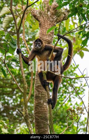 Costa Rica, Arenal. Schwarzköpfiger Spinnenaffen (Ateles fusciceps) in den Baumkronen Stockfoto