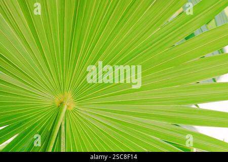 Grünes Palmenblatt in Nahaufnahme mit lebendigen Adern und Texturen bei natürlichem Licht Stockfoto