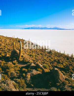 Isla del Pescado, Salar de Uyuni, Bolivien, Südamerika Stockfoto