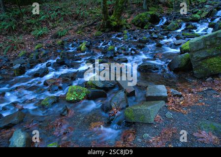 Lange Exposition, um die glatte Oberfläche des Wassers zu zeigen, das in einem felsigen Bachbett fließt und von moosigen Felsen und dichten Wäldern umgeben ist. Stockfoto