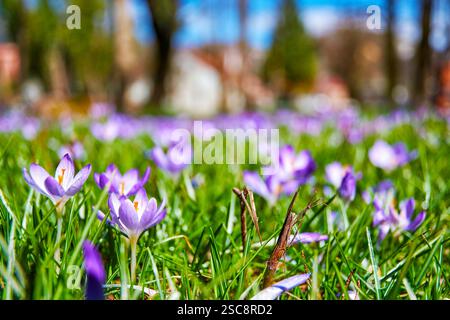 Leuchtendes Feld mit frischen violetten Krokusblüten im Frühling. Die geringe Schärfentiefe konzentriert sich auf einige wenige Blüten, der Hintergrund ist leicht unscharf Stockfoto