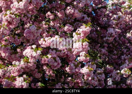 Blick auf blühende Äste der rosa Sakura im Frühjahr. Stockfoto