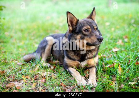 Der Hund liegt draußen auf dem Gras im Herbstgarten Stockfoto