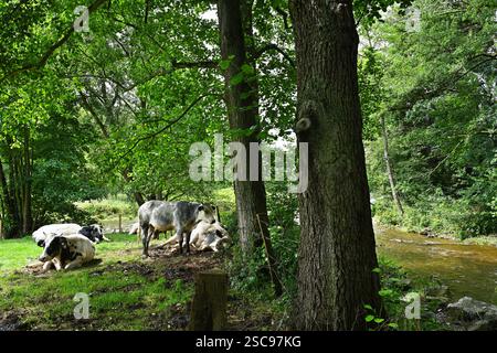 Belgische Blaukühe am Ufer der Ambleve Stockfoto