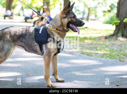 Deutscher Hirtendienshund steht aufmerksam in einem grünen Park, trägt an einem sonnigen Tag ein schwarzes Gurtzeug und Leine Stockfoto