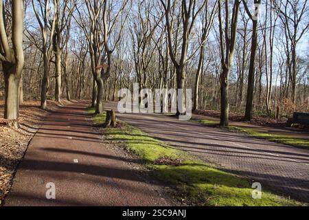 Blattlose Buchen entlang einer Straße und Radweg in das niederländische Dorf Bergen im Winter. Walddünen im Hintergrund. Februar Stockfoto