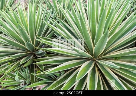 Gestreifte Agave Blätter in Mexiko, Hintergrund, Details, Textur, Muster Stockfoto